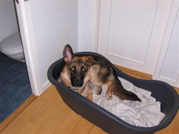 Schæferhund Figo billede 10