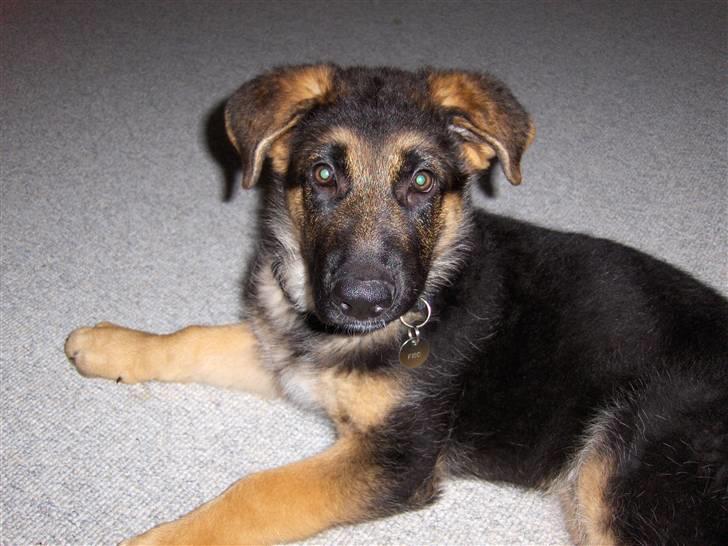 Schæferhund Figo billede 11