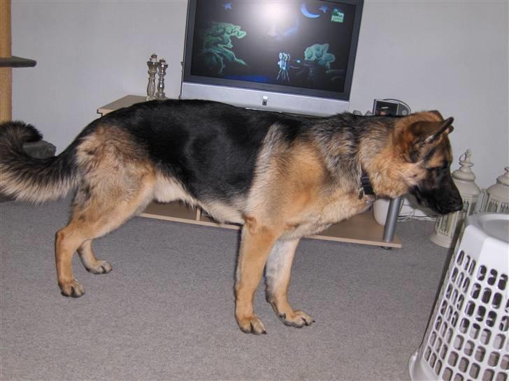 Schæferhund Figo - Her er jeg i fuld figur billede 12