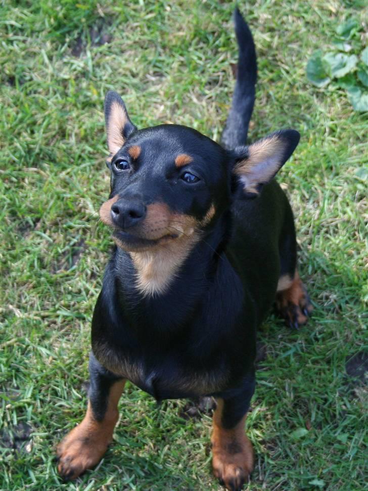 Dvaergpinscher Maxi billede 10