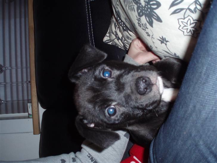 Blanding af racer milla billede 2