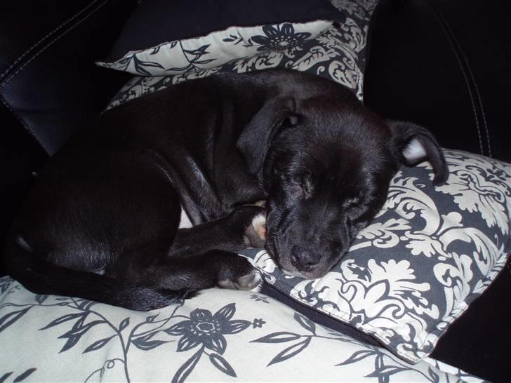 Blanding af racer milla billede 3