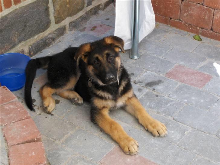 Schæferhund Figo billede 13