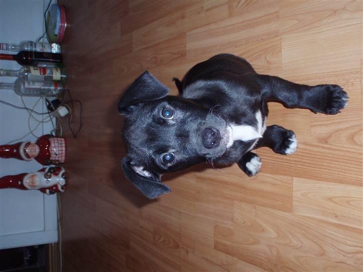 Blanding af racer milla billede 4