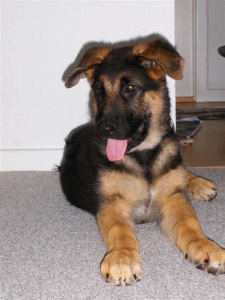 Schæferhund Figo billede 14