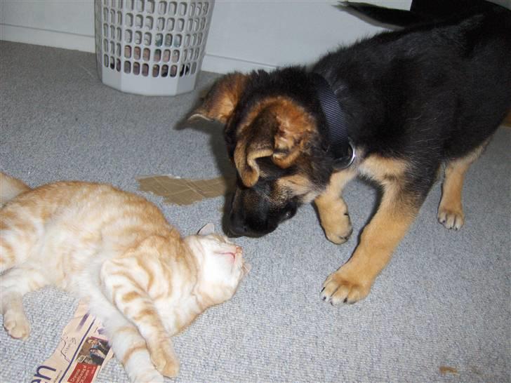 Schæferhund Figo - Min bedste legeven Theo billede 15