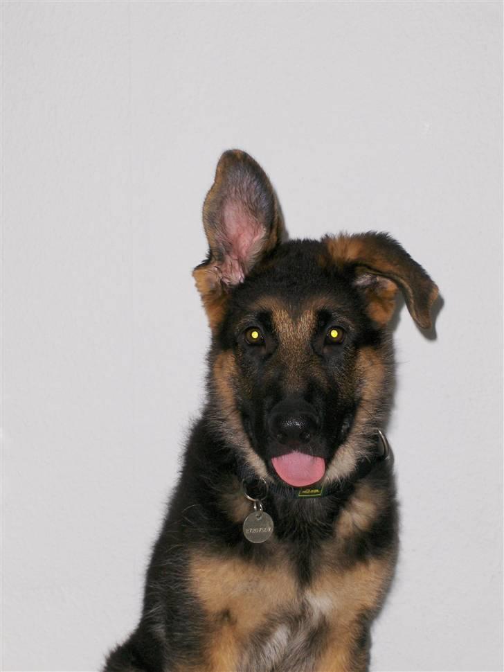 Schæferhund Figo billede 16