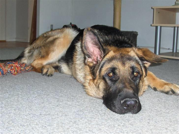 Schæferhund Figo - Her leger jeg med min far billede 17