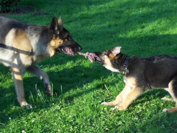 Schæferhund Figo - Han er stærk ham far billede 18