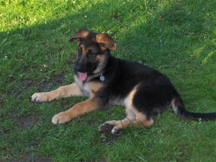 Schæferhund Figo billede 19