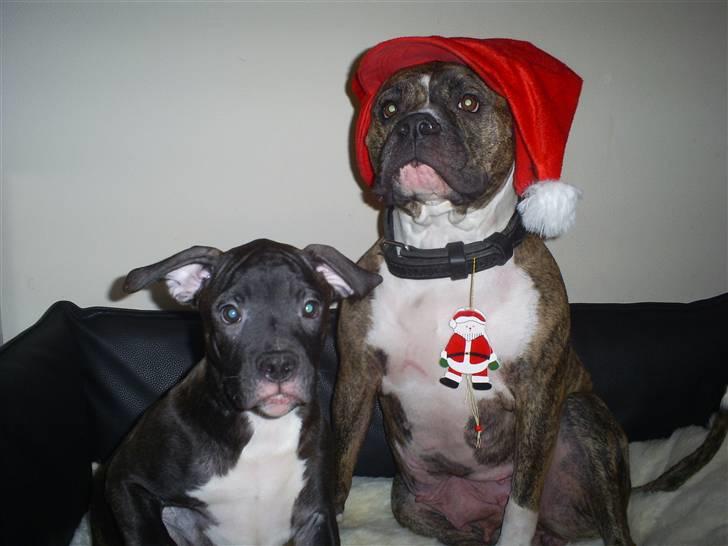 Amerikansk bulldog Topp's Magic Deville - Min mor forklædt som julehund og mig :-) julen 2007 billede 7