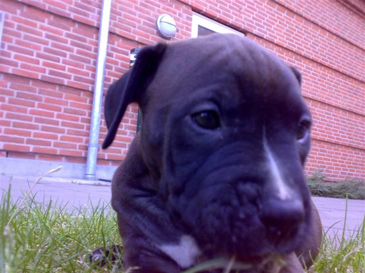 Amerikansk staffordshire terrier Caesar billede 2