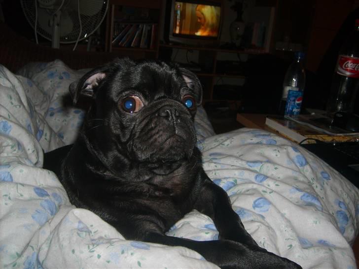 Mops Uffe - Stop det! billede 13