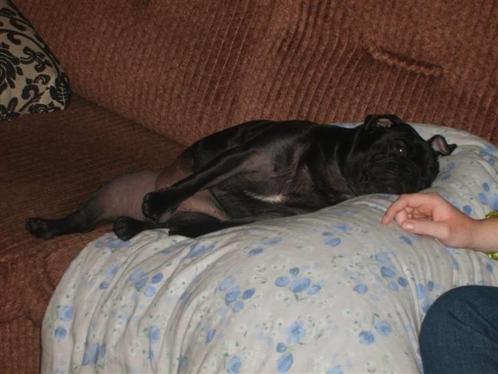 Mops Uffe - Når man ser en dyne går man død! billede 14