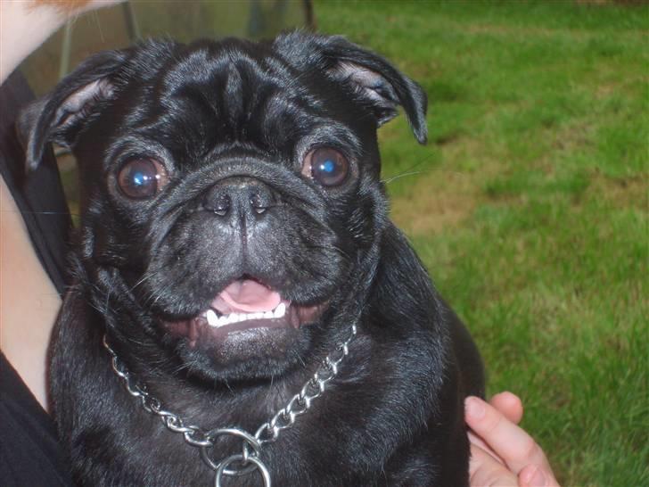 Mops Uffe billede 15