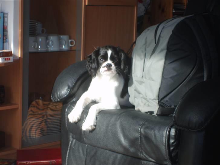 Cavalier king charles spaniel Vera billede 11