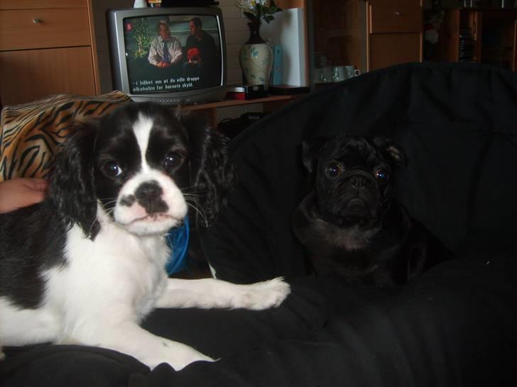 Cavalier king charles spaniel Vera billede 12