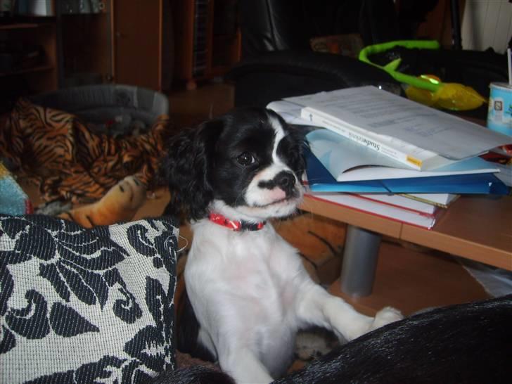 Cavalier king charles spaniel Vera billede 13