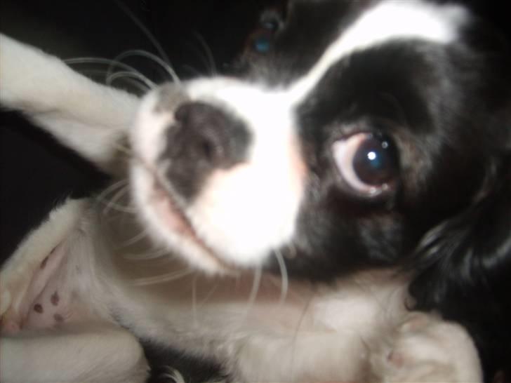 Cavalier king charles spaniel Vera billede 14