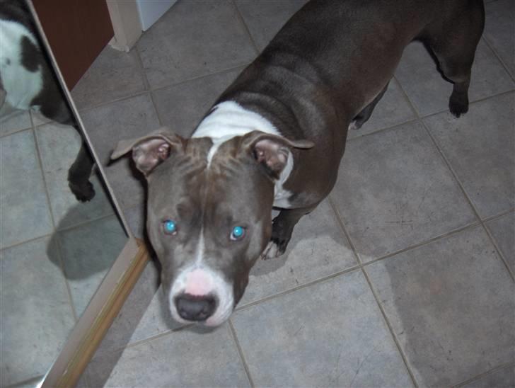 Amerikansk staffordshire terrier Bosco billede 17