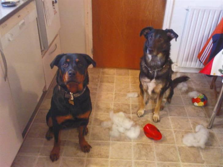 Blanding af racer Samson - Se hva´ vi ka´ ?! billede 6