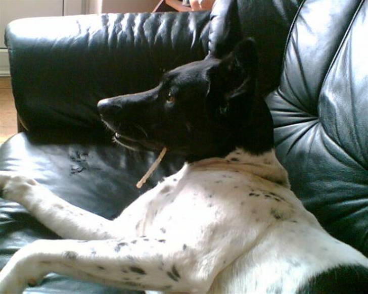 Alaskan husky Prixie TAR IKKE IMOD UDFO - Prixie med sin højt elskede tyggepind :o)) billede 1