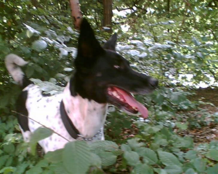 Alaskan husky Prixie TAR IKKE IMOD UDFO - Prixie på en af vores mange skovture. billede 2