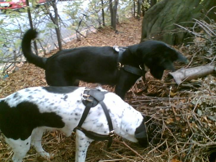 Alaskan husky Prixie TAR IKKE IMOD UDFO - På musejagt med sin søster og som altid, kød/mus på bordet efter arbejdet ;o) billede 3