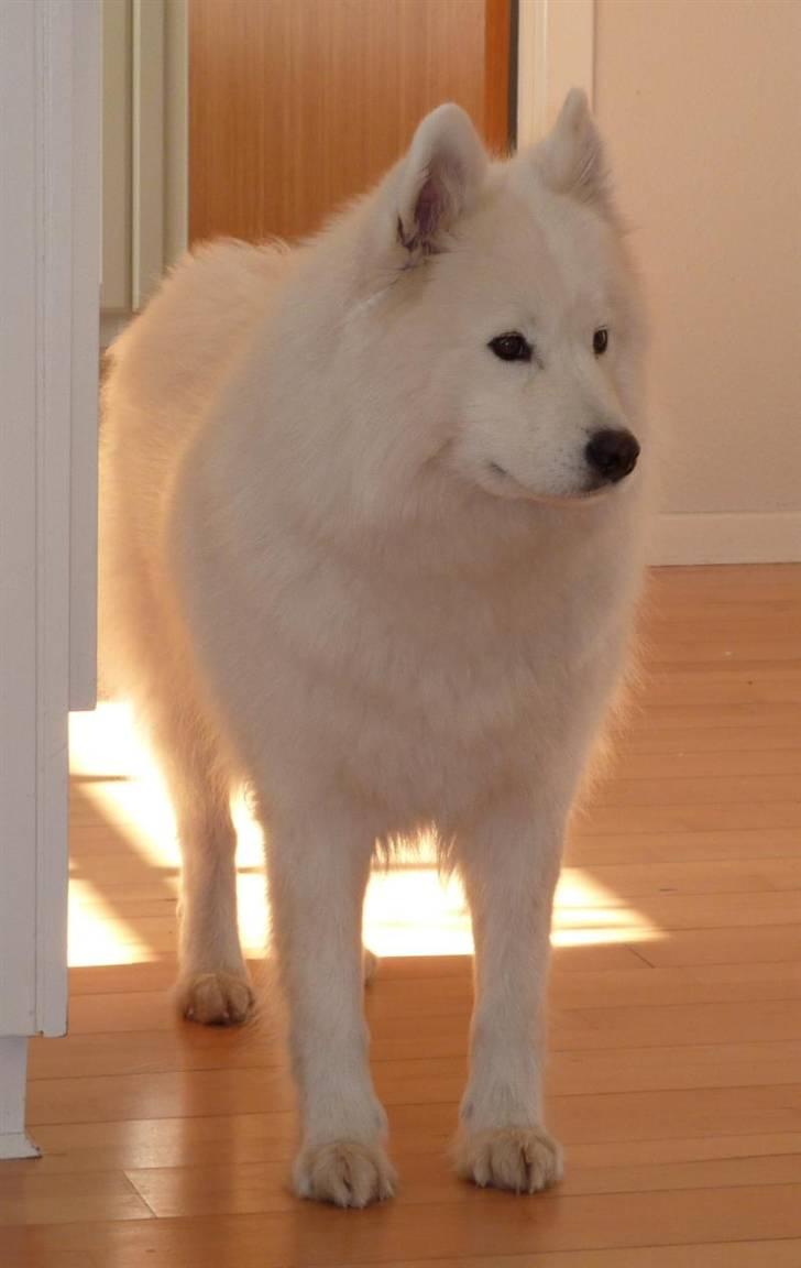 Samojedhund Discos Holly - TIRITH - Tirith, april 2010.  billede 6