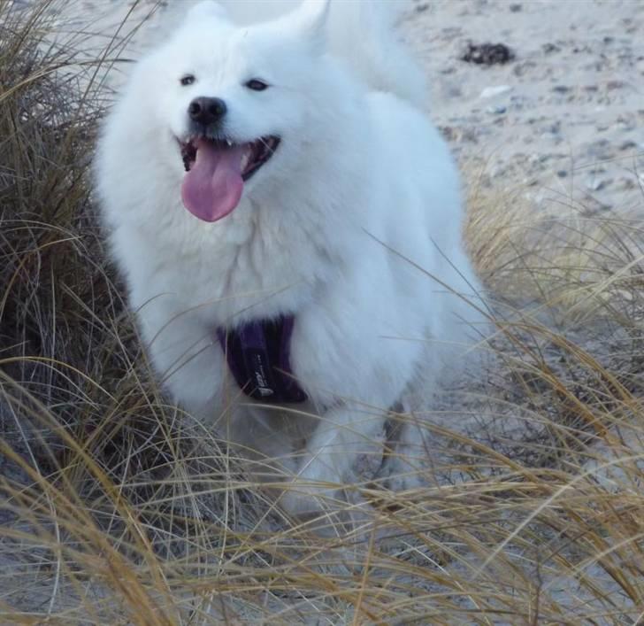 Samojedhund Discos Holly - TIRITH - Tirith i fuld fart ved stranden, marts 2010. billede 7
