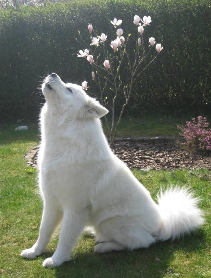 Samojedhund Discos Holly - TIRITH - Polarulven hyler mod forårssolen. billede 8
