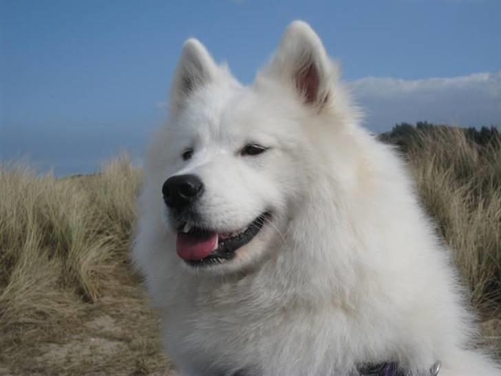 Samojedhund Discos Holly - TIRITH - Tirith nyder udsigten ved Tisvilde Strand. billede 9