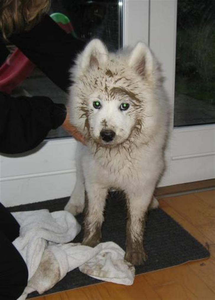 Samojedhund Discos Holly - TIRITH - Tirith efter en gravetur i haven på en regnvejrsdag. billede 10