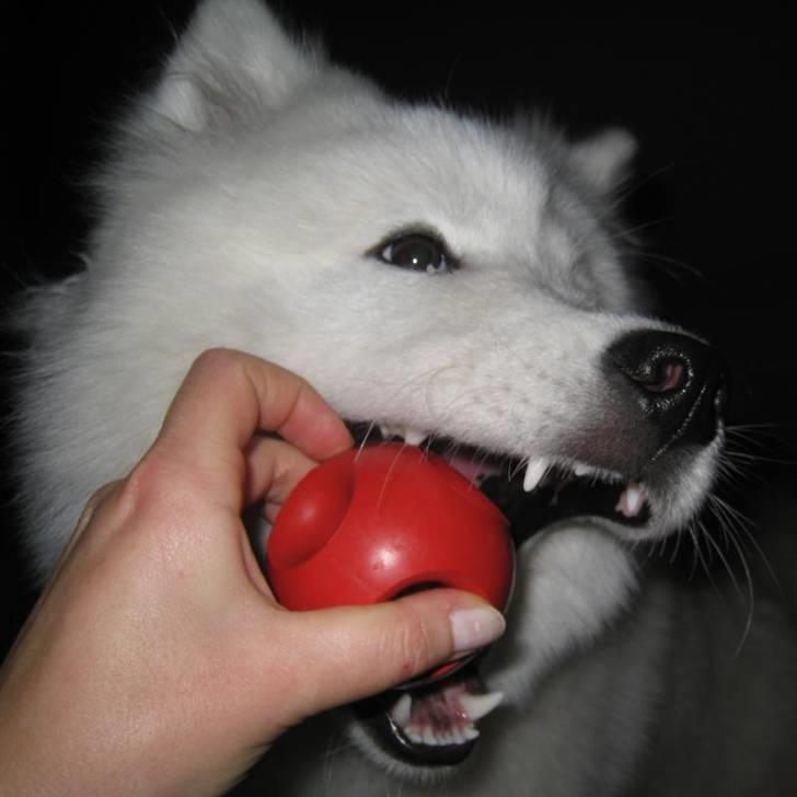Samojedhund Discos Holly - TIRITH - Den her røde bold er bare min yndlingsbold og jeg giver ikke slip!!! billede 11