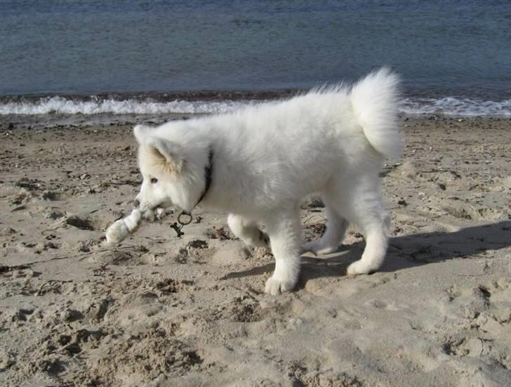 Samojedhund Discos Holly - TIRITH - Tirith med en mågevinge. billede 12