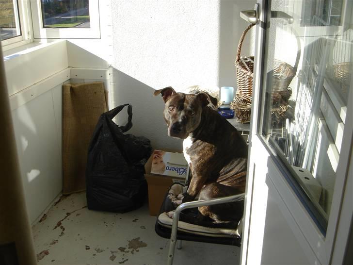 Amerikansk staffordshire terrier Diva - Nyder lige den sidste sol, inden vinteren.. billede 15