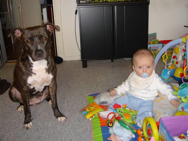 Amerikansk staffordshire terrier Diva - Se min dejlige lillebror, passer godt på ham.. billede 16