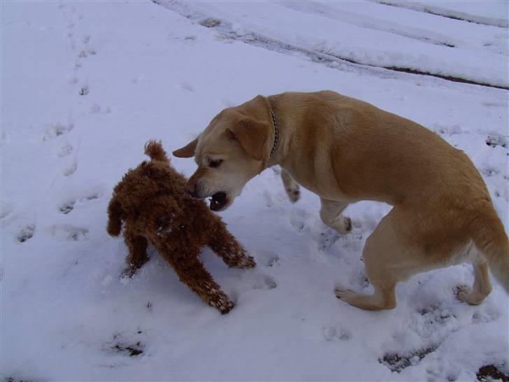 Dværgpuddel Bailey - Bailey & penny der slåser lidt <3  Marts 2008  billede 2