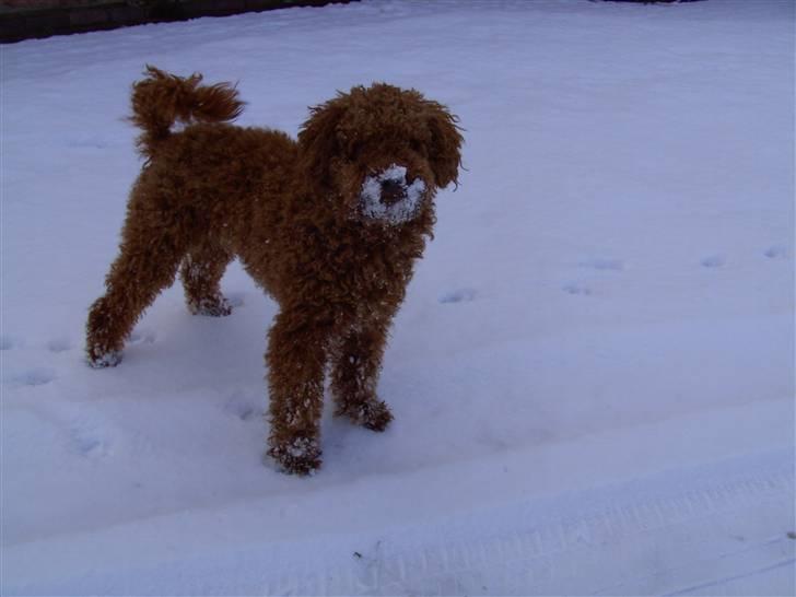 Dværgpuddel Bailey - Bailey med sne om munden <3 marts 2008 billede 5