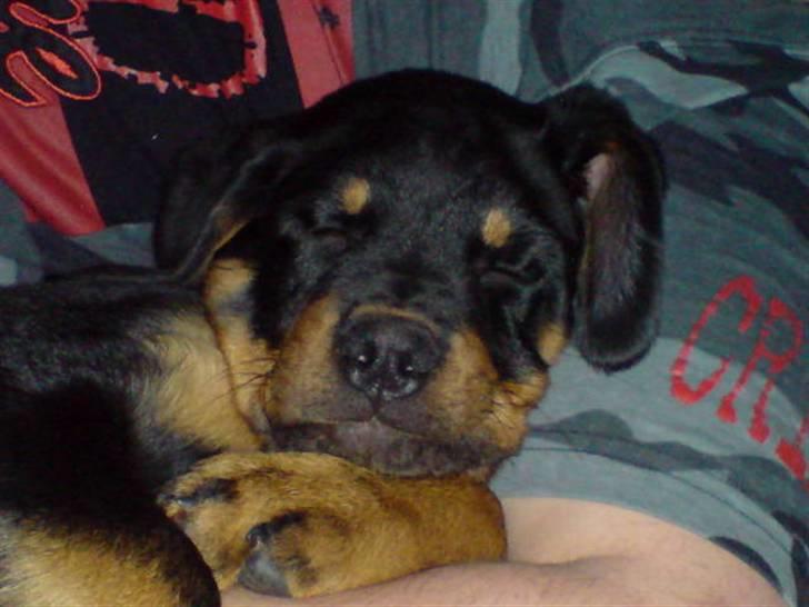 Rottweiler Cæsar billede 9