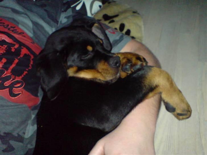 Rottweiler Cæsar - Min yndlingsstilling i armene på min far :-) billede 10