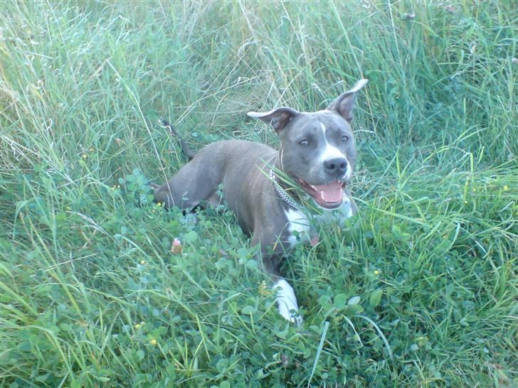 Amerikansk staffordshire terrier Alicha billede 12