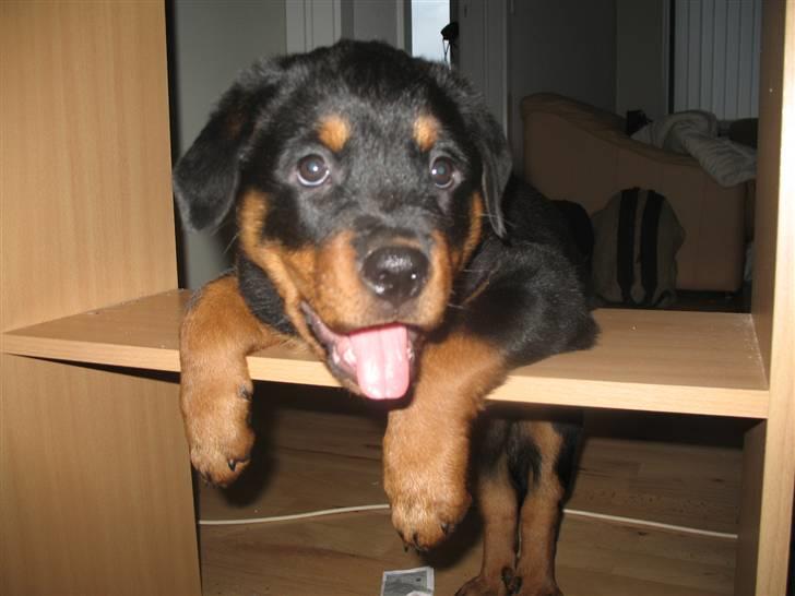 Rottweiler Gisken von Haus Nomis - Hej. Hænger lige ud... billede 9