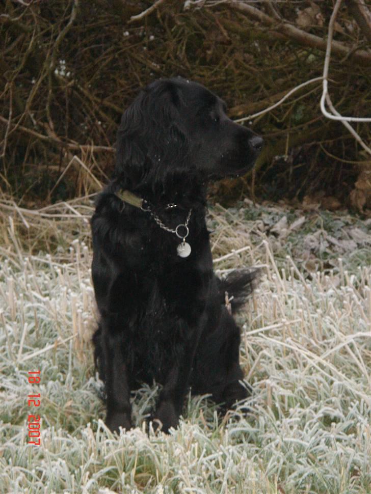 Blanding af racer Freja *Himmelhund* billede 9