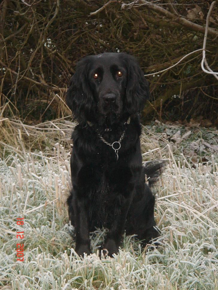 Blanding af racer Freja *Himmelhund* billede 10