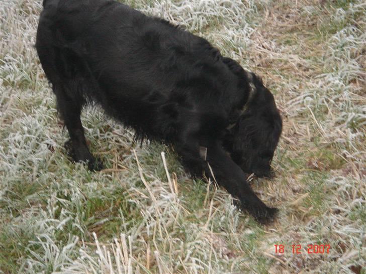 Blanding af racer Freja *Himmelhund* billede 11