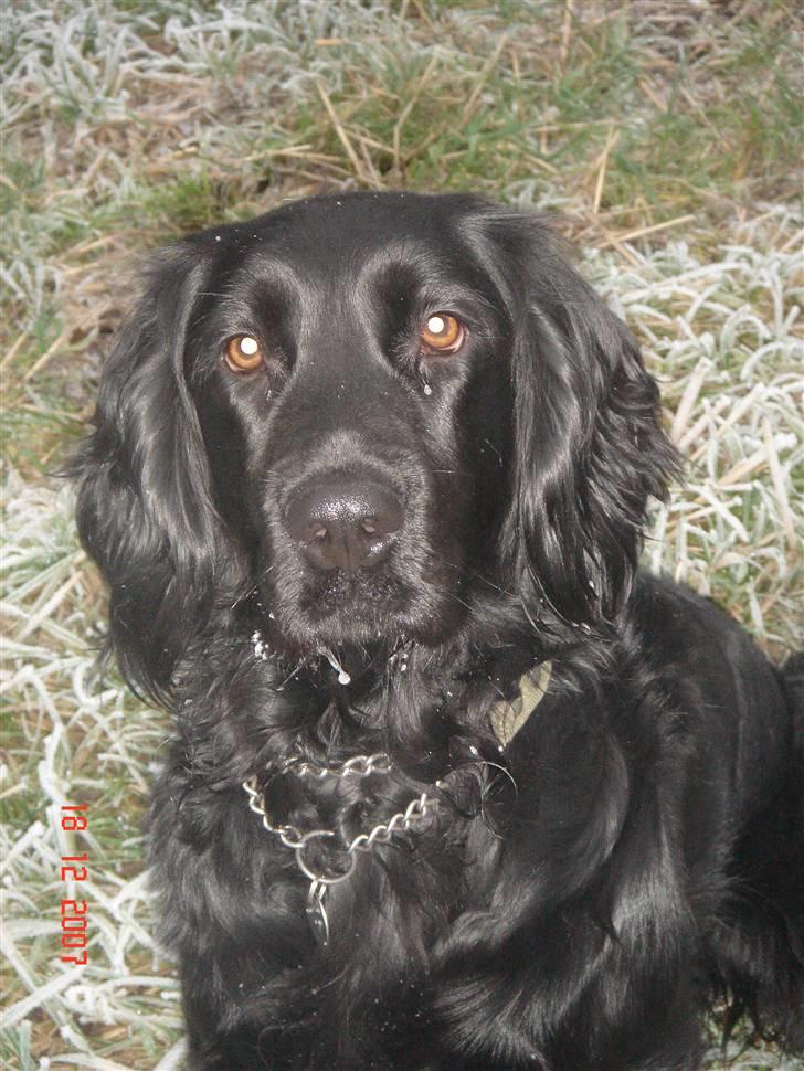 Blanding af racer Freja *Himmelhund* billede 12