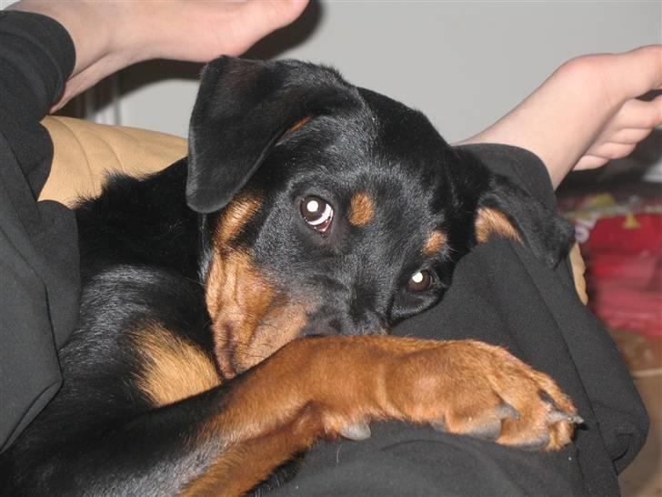 Rottweiler Gisken von Haus Nomis - Skrid med det kamera! Vi sover... billede 10