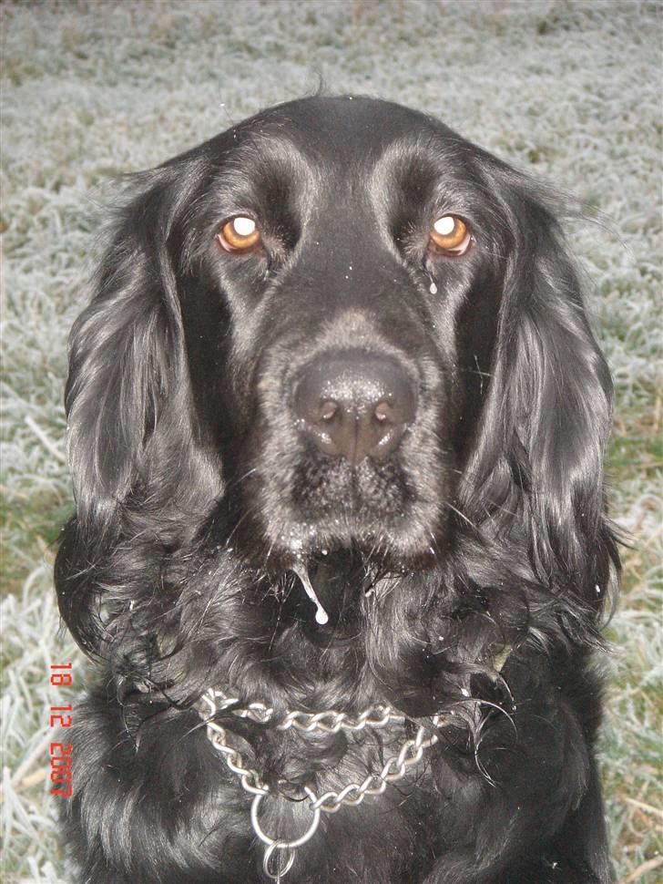 Blanding af racer Freja *Himmelhund* billede 13