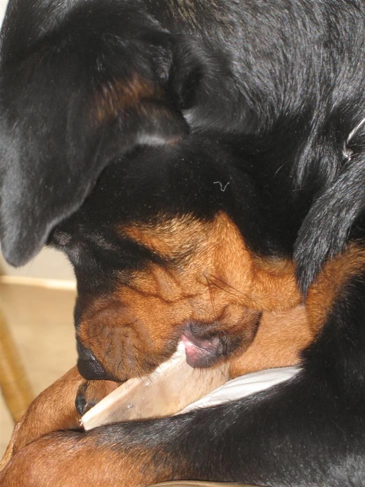 Rottweiler Gisken von Haus Nomis - Det er MIT ben. Grrr... billede 11